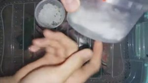 Как инкубировать яйца палочников?| Кормление палочника|| Яйца палочников| Инкубатор своими руками..