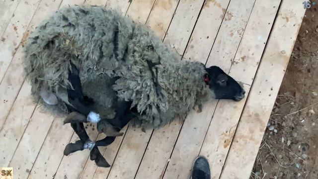 ПЕРВЫЙ ОПЫТ СТРИЖКИ БАРАНА смотреть онлайн