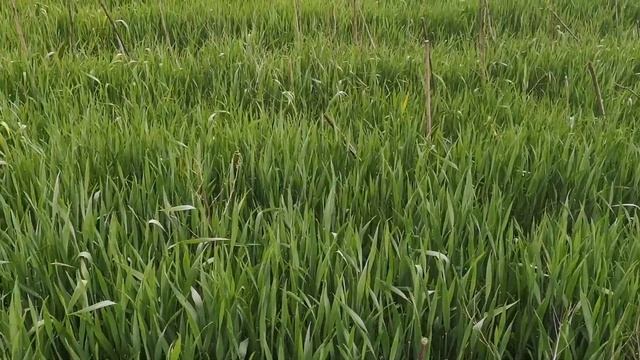 Пшеница Богдана прямой посев... Оставляем, будет ли урожайность??? смотреть онлайн