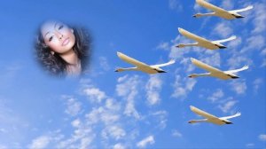 Стаи белых лебедей