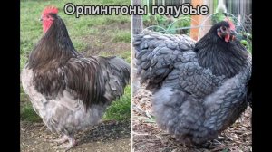Порода кур орпингтон описание