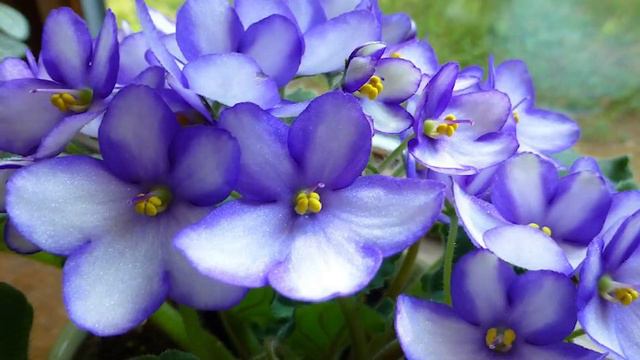 Rare African Violet Plant Varieties - Beautiful African Violet