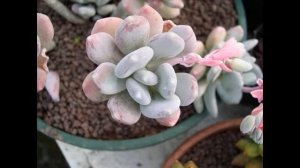 Пахифитум виды суккулента   уход в домашних условиях   Пахифитум овиферум