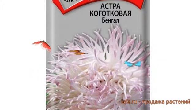 Астра коготковая Бенгал (bengal) ? коготковая астра Бенгал обзор: как сажать, семена астры Бенгал