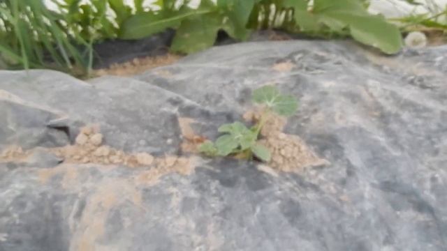 50 кг арбузов с одного куста в минской обл, как это было. смотреть онлайн