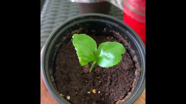 Growing a Lemon Tree From Seed 🌱 | Update смотреть онлайн