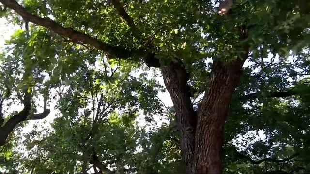 Дебрецен ❀ Венгерская Дача смотреть онлайн