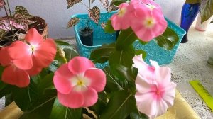 Катарантусы, апрельское цветение.