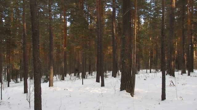 Зимний лес ! Елка и Пихта в чем отличие ! смотреть онлайн