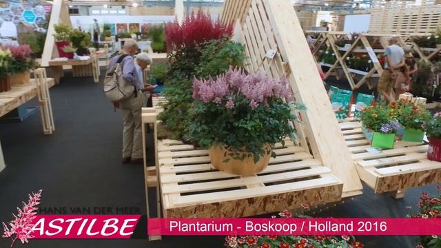 Astilbe 'Chocolate Cherry' (MIGHTY) beste Noviteit Plantarium 2016 смотреть онлайн