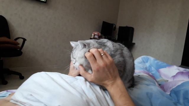 ♥ САМАЯ ласковая кошка ♥ смотреть онлайн