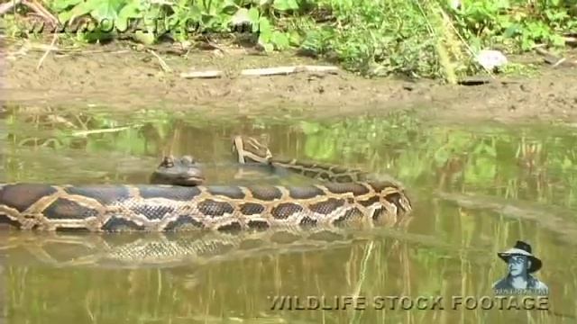 Pythons at Alligator Pond 07 - Dangerous Animals in Florida смотреть онлайн