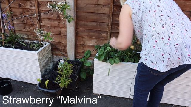 Planting “Poached Egg Flowers”. (Limnanthes Douglasii).