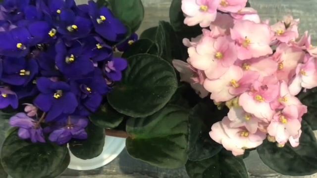 Комнатные цветы привлекающие финансовую прибыль в дом! смотреть онлайн