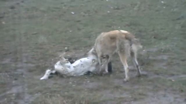 Утренняя разминка собак)) смотреть онлайн