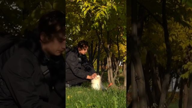 Как приучить щенка к шлейке, ошейнику и поводку часть 2 смотреть онлайн
