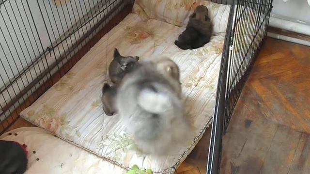 Щенки 1 мес. Чуть подрастем и " завалим " старшего братишку !!! смотреть онлайн