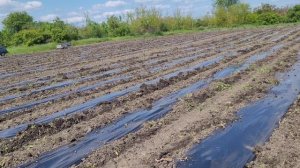 Подготовка поля для помидора.