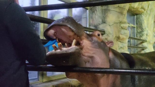 Как мы чистим Фриде зубки 😁 Парк Миниатюр смотреть онлайн