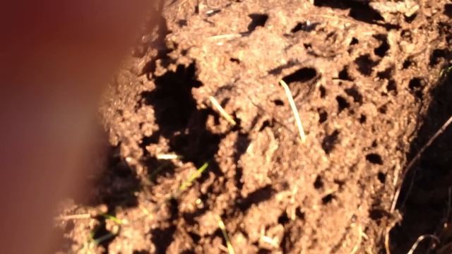 Муравейник из навоза