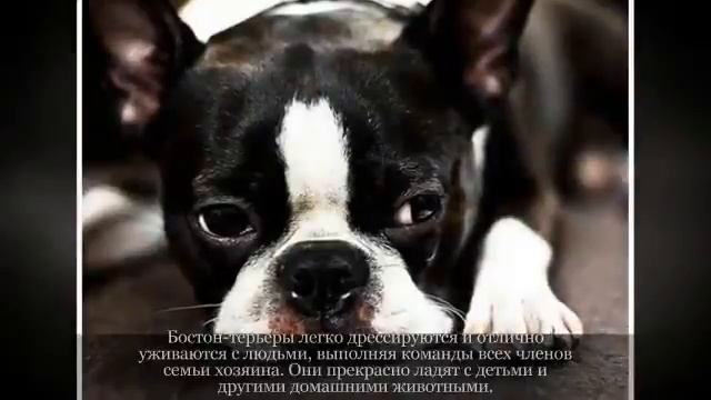 Маленькие породы собак БОСТОН ТЕРЬЕР смотреть онлайн