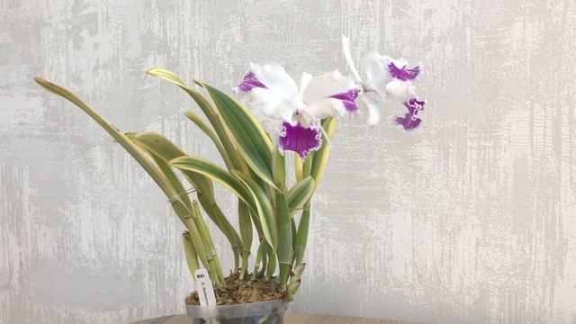 Обзор орхидеи Cattleya Sedlescombe ‘Variegated’ смотреть онлайн