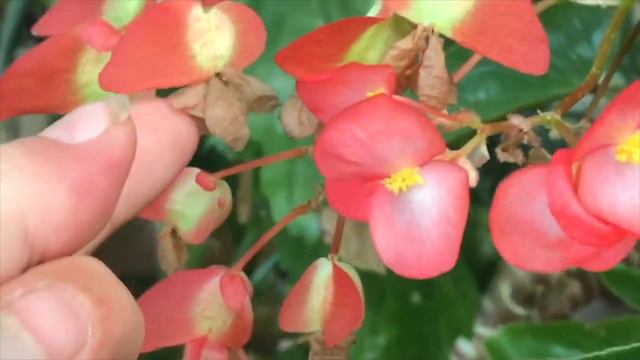 Begonia  - Stængel - Cane Like. Hvordan Jeg Tager Frø Af Dem.