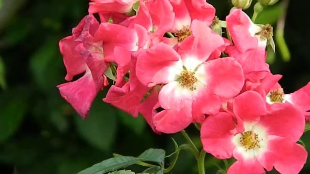 Rosa Dirigent смотреть онлайн