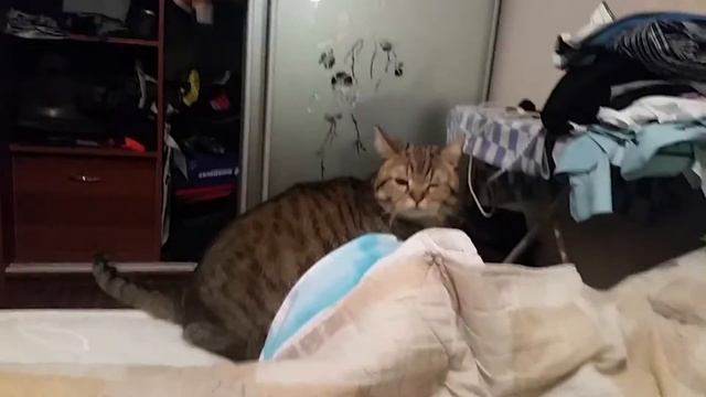 кот прячется под одеяло смотреть онлайн