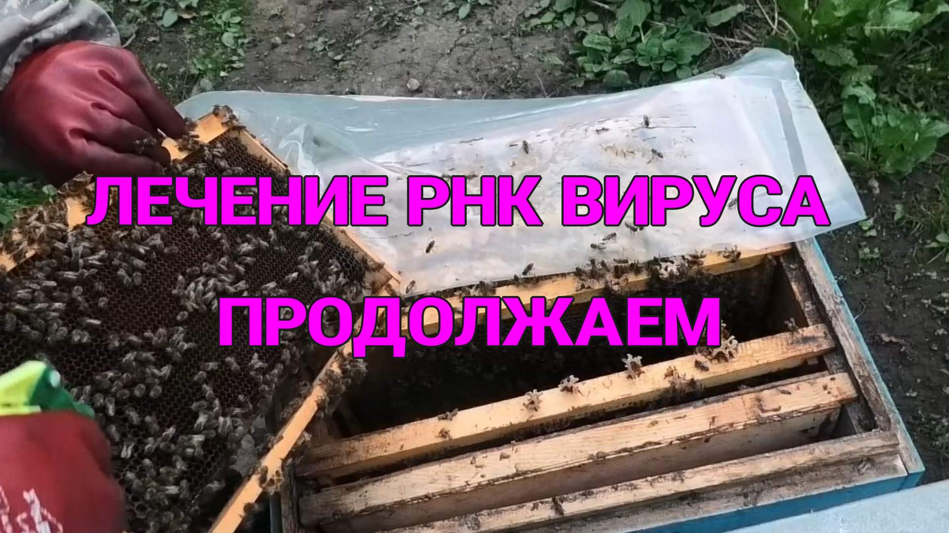 РНК-ВИРУС,ПРОДОЛЖАЕМ ЛЕЧЕНИЕ. смотреть онлайн