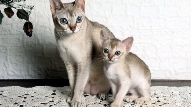Самые редкие породы кошек/ the rarest cat breeds смотреть онлайн