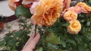 Супер роза Ла Вилла Котта , Кордес 2013 Rosa La Villa Cotta