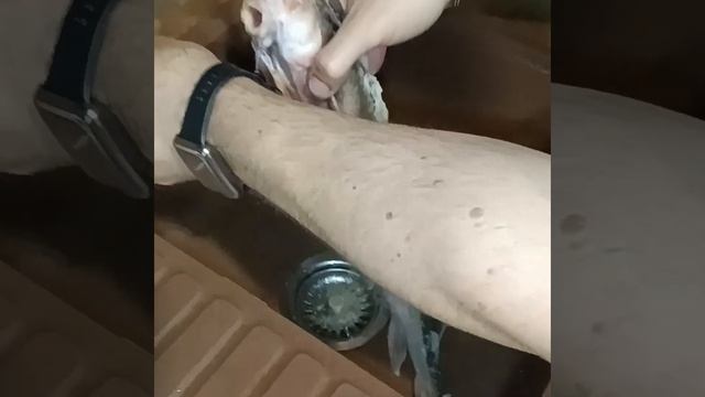 Подготовка СТЕРЛЯДИ к горячему копчению. Самый лучший и быстрый способ!!! ? смотреть онлайн