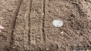 Скорцонера. Посев семян в открытый грунт.