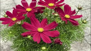Посадите космический цветок в саду. Рассказываю про космею