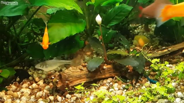 цветение, Буцефаландра медный лист, Bucephalandra, аквариумные растения, 水生植物, plantas acuáticas смотреть онлайн
