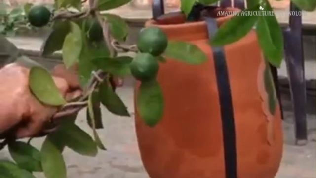 How to Bonsai Lemon Tree at home - Lemon Tree Bonsai Tutorial for beginners! смотреть онлайн