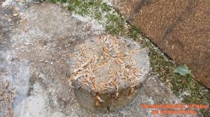 Как вырастить вешенки на пнях?  | Деревенские хитрости/"Мое Подворье"