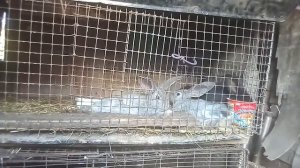 ?Чем нужно кормить кролика чтобы он набрал вес//Жизнь в деревне!!!