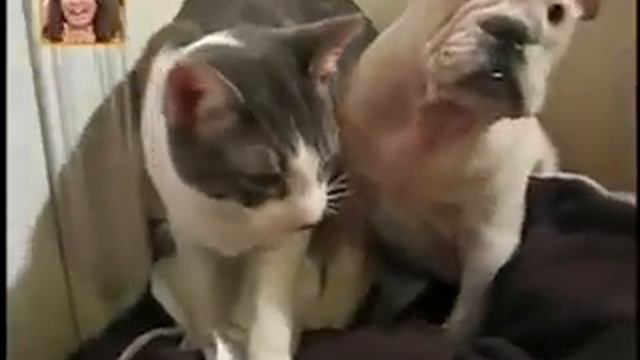 UFC cat vs dog (KO) смотреть онлайн