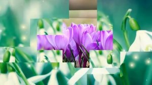 Весна С началом весны Весенние цветочные футажи для видео монтажа