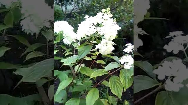 гортензия метельчатая 20 июля 2020 г. смотреть онлайн