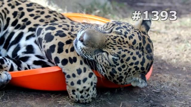 #1393. Ягуары (В мире животных) смотреть онлайн