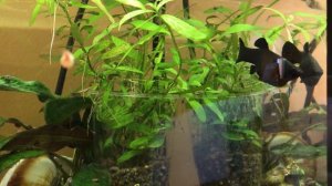 IMGЧерная  моллинезия перед родами