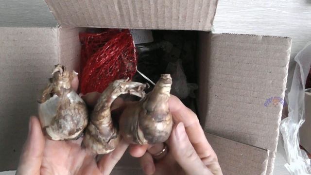 Отзыв на посылку с Процветок. Луковичные. Как прижились, как перезимовали, пересортица смотреть онлайн