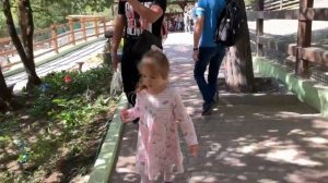 Настя в зоопарке  кормит животных видео для детей