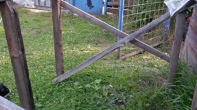 Кошка охотится на курицу