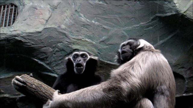 Гиббоны поют песенки 30.10.18 смотреть онлайн