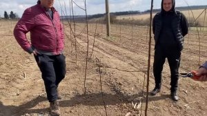 Как обрезать сливу после посадки в сад.