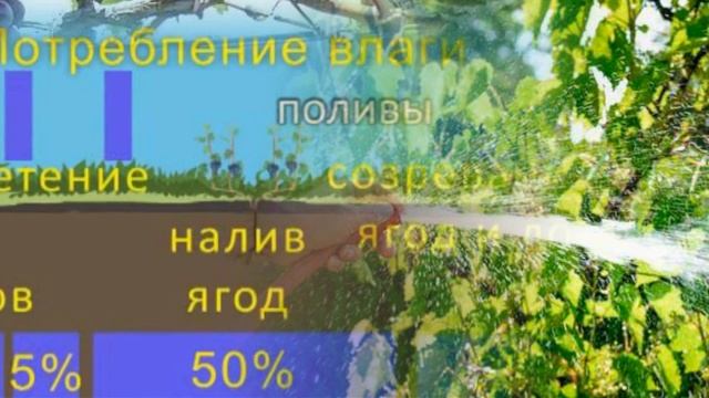Организация системы полива и подкормки винограда. смотреть онлайн